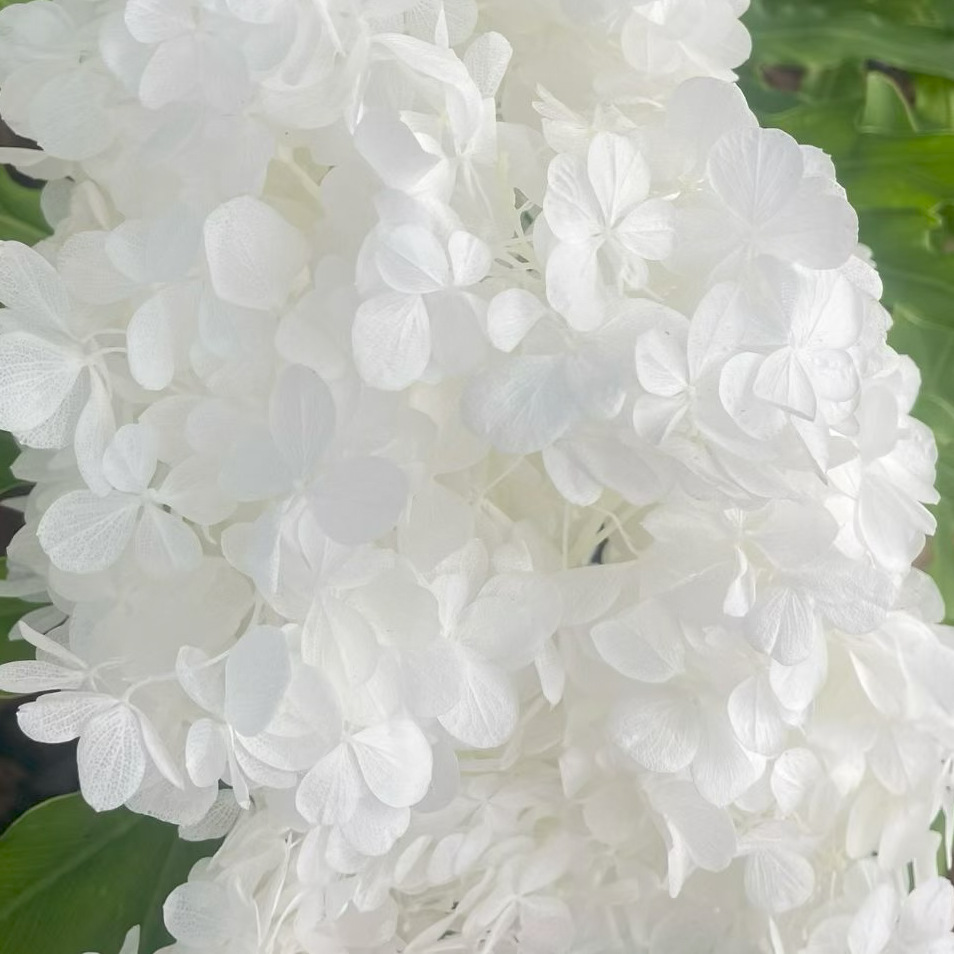 ✅ Flores secas flores eternas hortenida color gradiente material hecho a mano bolsa de calzado de boda cubierta de vidrio grupo de construcción de flores actividades