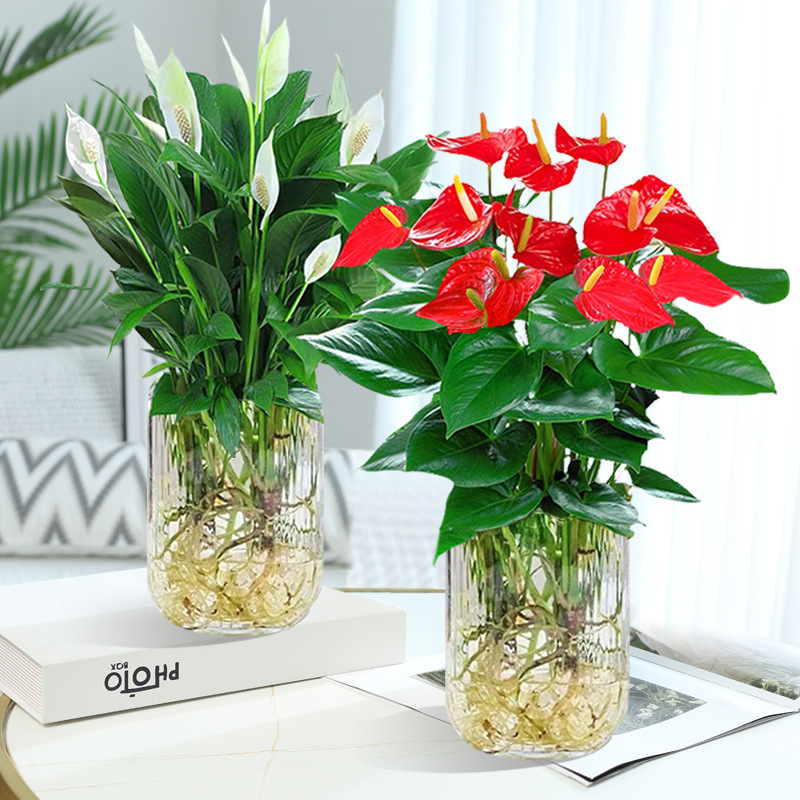 특급 안스리움 + 특급 화이트 팜 + [U자형 유리병 2개 + 크리스탈] + 영양액