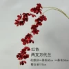 Two-pronged Vanda orchid-red