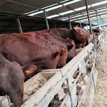 利木赞牛犊苗多少钱一头 6个月左右的牛肉牛养殖场