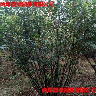 The Base Directly Sells a Large Number of Crape Myrtle Seedlings, Clumped Crape Myrtle, Crape Myrtle Saplings, and Complete Specifications for Transplanting Crape Myrtle Seedlings