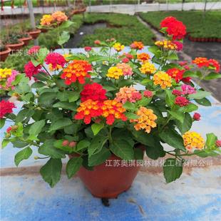 Five-Color Plum Seeds, Five-Color Hydrangea, Color-Changing Grass, Red Hydrangea, Lantana Seeds, Large Quantity Discount, High Germination Rate