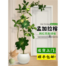 Wtϼſ͏dGֲ҃滨SŸɽŘլ