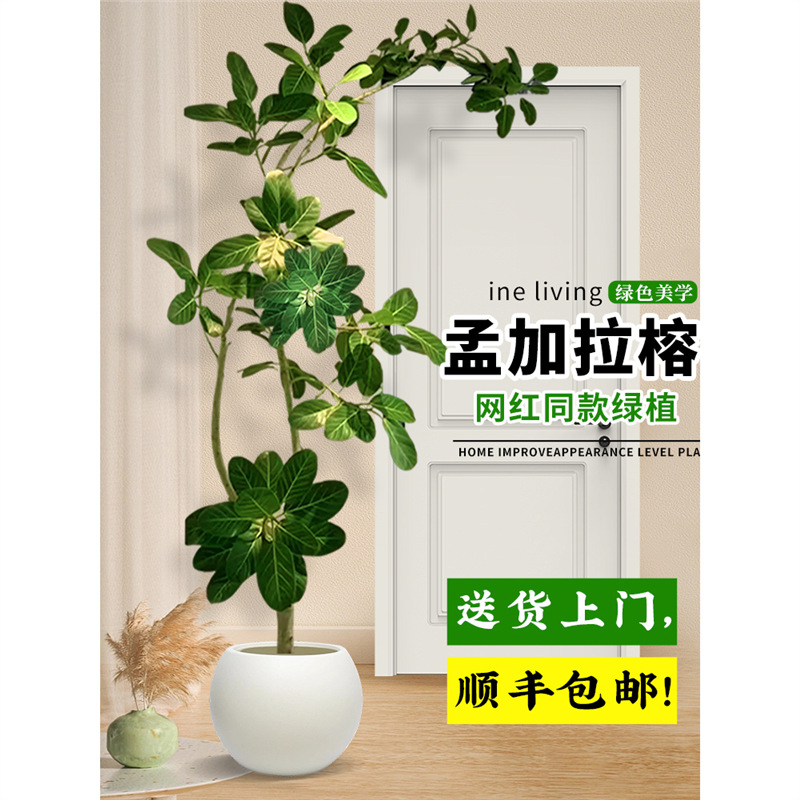 网红孟加拉榕客厅绿植盆栽室内落地真花大型黄金榕高山榕树旺宅树