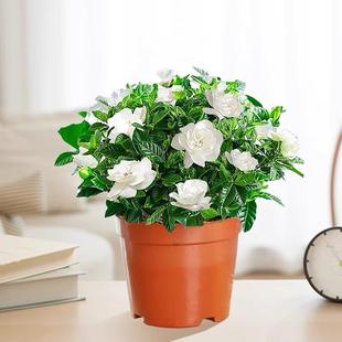 Gardenia Balcony Potted Flower Plant Indoor Pothos Hydroponic Green Plant Jasmine Easy to Care for All Seasons Nine-Leaf Fragrant Plant
