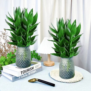 Hydroponic Guanyin Bamboo with Roots Transfer Bamboo Water Flower Pot Set Living Room Desktop Green Plant Indoor Air Purification Potted Plant