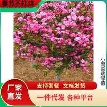 һ�����l�������Ę��� ���z���� �������Ę���G����ľͥԺ�L����