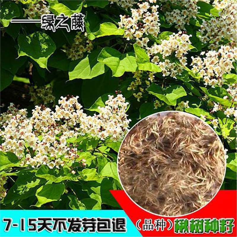 楸树种子梓树种子金丝楸种子臭梧桐种子黄花楸水桐楸河楸梓桐种子