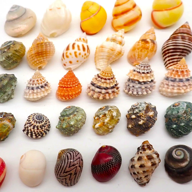 Ручная работа: заменители раковин для крабов-отшельников с декором на широком горлышке, доступны в маленьких и больших размерах.