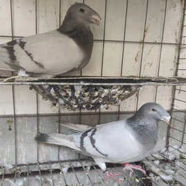 黑色俄罗斯鸽养殖场 黑蛇头鸽图片 马头黄杠观赏鸽哪里有出售的