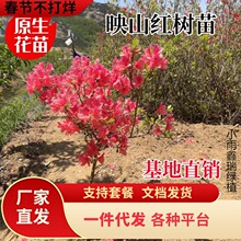 ����ɫ��ӳɽ�t����ë���N�Ϸ������Nֲ�ͺ����������_���̨ͥԺ