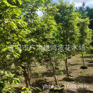 �V�|�G������ľ�����ǹ������ͻ��~���Ř��紹�Ż��~�Ř�乫�@��