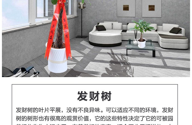 ��������ͼ�����ڻ��� �辰ֲ�� ���������� �������⻨�� ��