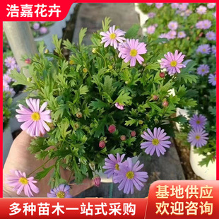 Ji Xiaoju Potted Flower Seedlings Indoor and Outdoor Green Plants with Flowers Courtyard Balcony Ji Xiaoju Chrysanthemum Potted Daisies