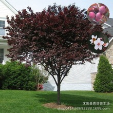 基地现货批发紫叶李树 紫叶李树价格 供应规格紫叶李树批发。