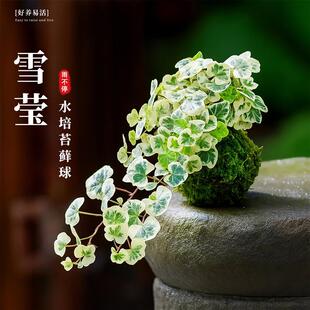 ѩ��������ˮ��ֲ���������Կ͏d�̨ϡ�е��m�����҃�̦�\��Gֲ