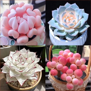 ֲֽMҵ{ɏݗԺBͺֲ͟