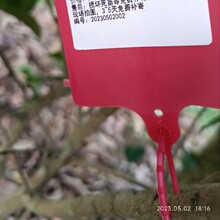 ���Ǹ��н𻨲���10���ľԭƷ�|��ϡ����ľ�^�p�^���S��С�~ֲ��