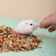 Weibi Duowei Hamster Food Staple Food, Various Seafood Food Feed, Balanced Nutritional Snacks, Golden Bear Supplies