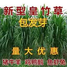 皇竹草牧草种子四季常青进口无毛耐寒喂养牛羊多年生草籽青储玉米
