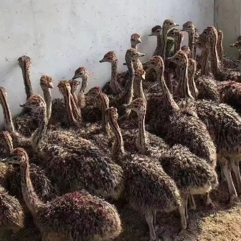 4559c1ee4207e4786dbb074ccc93aa