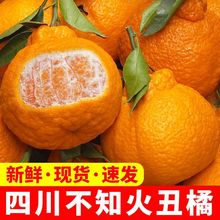 四川不知火丑橘新鲜10斤整箱水果当季2斤丑八怪柑橘耙耙桔子