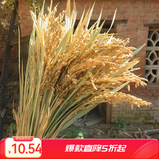 �����b� ��Ȼ�浾�ӵ��ȸɻ� �����r���ﲼ���S�չ��ĔzӰ����