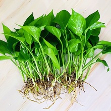 水培土培绿萝苗水养花卉室内懒人绿植易活净化空气吸收甲醛