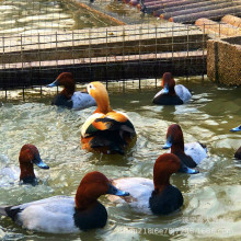 δBֳ ^pZ ^p  w պZ