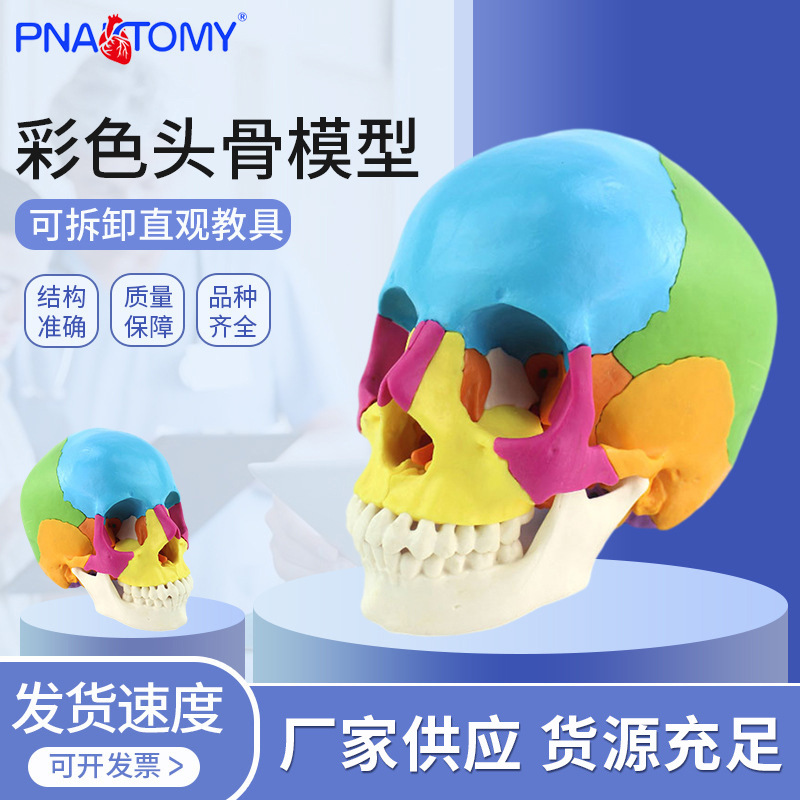 Physiological skull