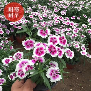 ���N��ʯ��횰�ʯ��W�ļ����N��ͥԺ�N�����ɫ�����ʯ����ʯ��