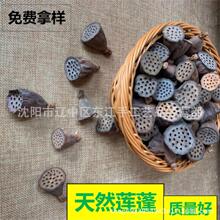 天然干莲蓬泡水带籽小莲蓬头连蓬莲房莲蓬壳莲蓬干花装饰禅意插花