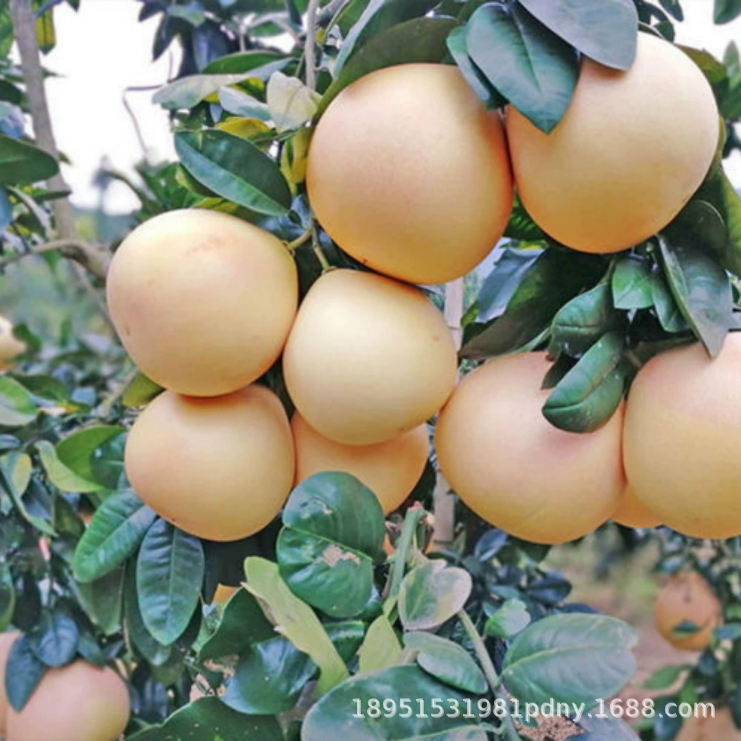 Конфеты Помело Рассада Посадка Помело Рассада в Южном и Северном дворе Большое дерево Балкон в горшке Прививка плодовых деревьев Результаты рассады года