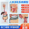 人体消化系统模型 消化腺演示教学 口腔咽喉食道胃肠道肝胆囊模型|ms