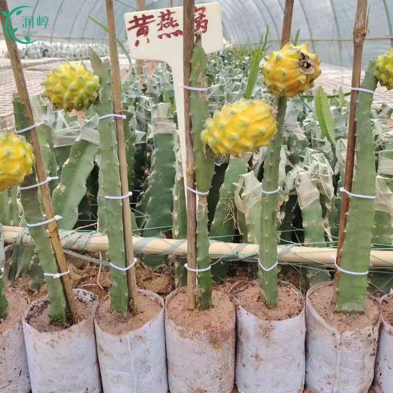 燕窝果苗带果新品种黄皮白肉火龙果嫁接苗麒麟果树当年结果庭院种