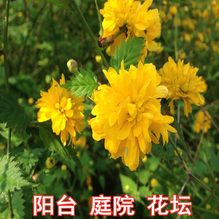 重瓣棣棠花苗盆栽耐荫爬藤攀缘花卉绿植物浓香耐寒四季金灿花棣棠