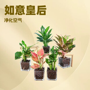 ˮ��ֲ�� ����ʺ� ���� �G�} �҃� �d�ӻ� �t�Ƽ����t����񻨻�