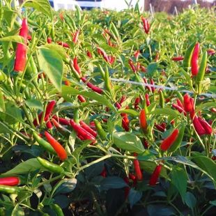 ���콷�N�Ӹ߮a��������С�����N�Ѳˈ@�߲˷N�̨�����r��ָ�콷