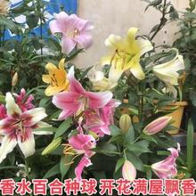 花种球带芽百合花种子百合花苗盆栽花卉郁金香花厂家