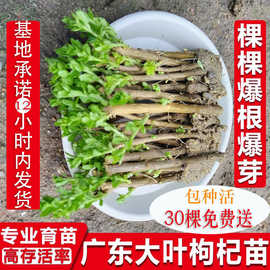 枸杞树苗大叶食用枸杞叶苗子树苗种绿植菜苗室内阳台盆栽四季植物