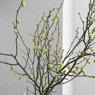 Earring Flower Yunnan Straight Hair Green Fresh Water-Raised Fresh Cut Flowers Office Flower Arrangement Decoration Long Flowering Period