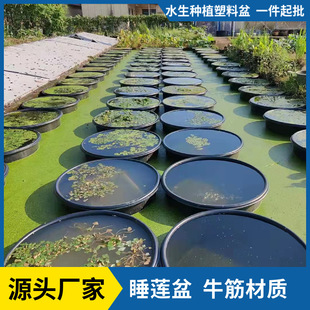 Large-Diameter Lotus Lotus Special Pot Thickeneded Wear-Resistant Non-Porous Hydroponic Water Lily Bowl Lotus Pot Black Beef Tendon Material