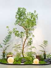 仿生苔藓青苔室内微景观绿植装饰楼梯下入户玄关阳台角落植物造景