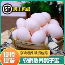 沂蒙山新鲜鸽子蛋30枚570克以上纯粮散养鸽蛋孕妇宝宝辅食顺丰包