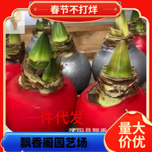 �M�ں��m��Ϟ��피tϞ�� �k��������Ȥζ �����ё��˻���ֲ��Y��