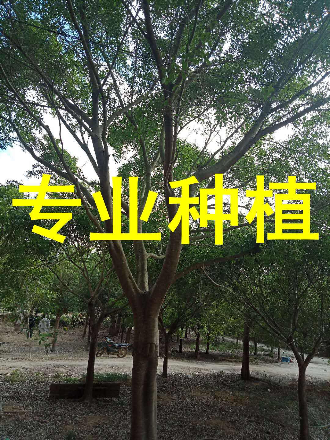 无柄小叶榕批发 江西无柄榕基地 浙江红皮榕 四川红皮榕价格