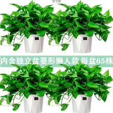 绿萝花卉盆栽除吊兰办公室客厅水培植物室内长藤绿箩厂供应链批发