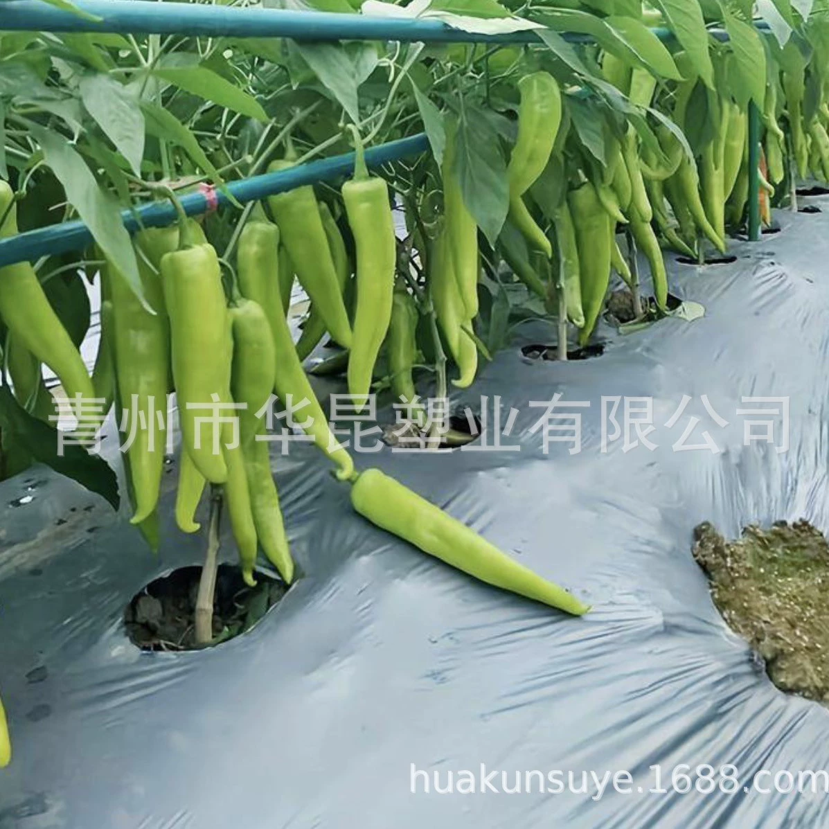 Двухцветная мульчирующая пленка, многофункциональная пленка, сельскохозяйственная пластиковая пленка, производитель мульчирующей пленки для посадки против сорняков, серебряная и черная перфорированная мульчирующая пленка с отверстиями