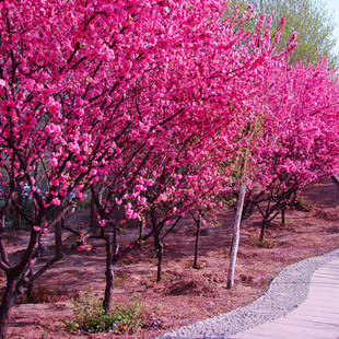 ���~÷�t÷�����ļ��_���������l�辰�NֲС�������~÷С������