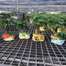 ֱl/pؔlؔl^~ֲСԻlؔ